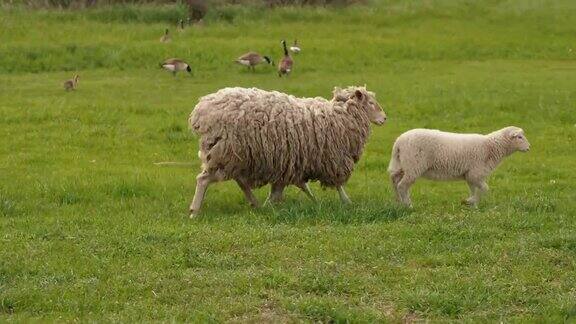 白羊带着两只小羊羔在草地上奔跑
