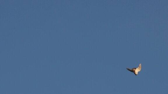 象征和平的白鸽在蓝天上飞翔