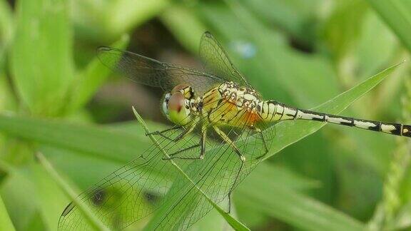 Dagonfly湿地