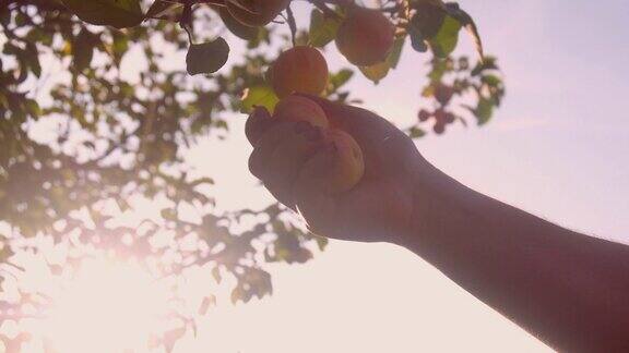 人们在花园里摘苹果水果