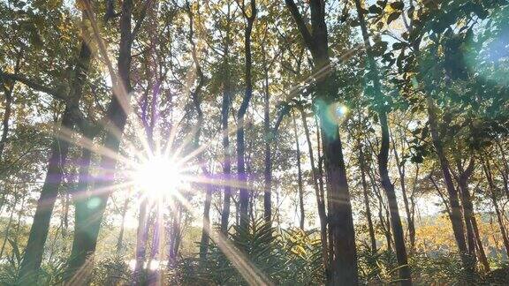 热带森林的背景秋天的森林和阳光在傍晚的夕阳下森林运动的背景亚洲的泰国