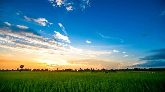 日落时美丽的绿色田野
