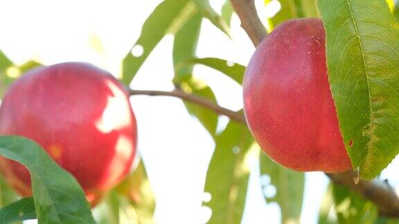 花园里树枝上的油桃特写天然、有机、美味的水果油桃是桃的一种