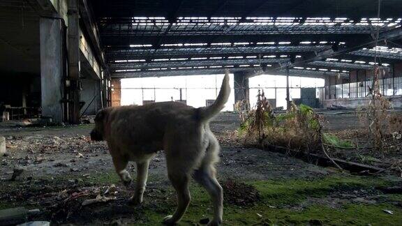 废墟工厂里的流浪狗