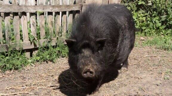 黑越南猪在猪圈里休息、睡觉在一个阳光明媚的日子里又大又壮的黑猪一家人