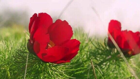 美丽的鲜红色的花的植物在一个城市公园早春阳光明媚的日子里一阵微风吹过树叶和花瓣4k