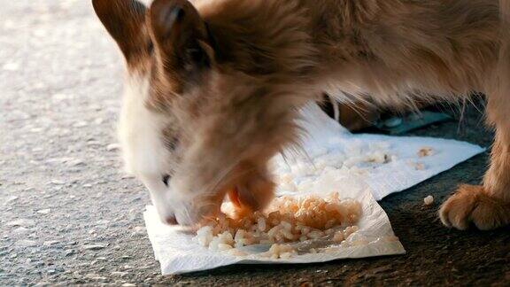 非常饥饿肮脏无家可归的白猫吃大米在地板上贪婪