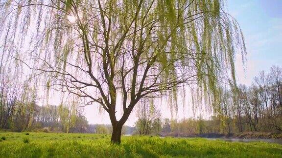 河边有棵柳树
