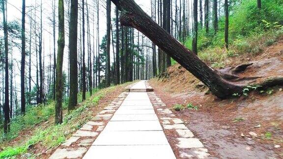 路穿过森林
