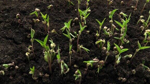 在温室中发芽新生豌豆植株