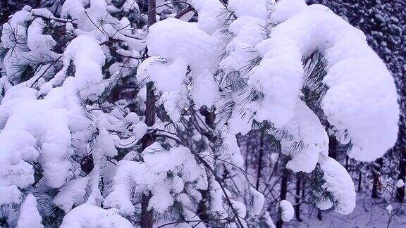 冬天的森林里松树的树枝上覆盖着白雪公园里的一棵大树在风中摇曳