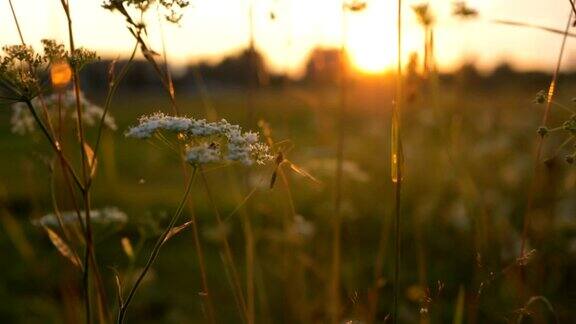 日落时分镜头在高高的草丛中移动昆虫从草丛中飞出来