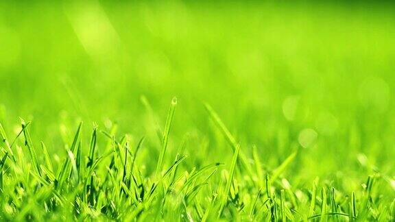 公园里的绿草在风中美丽的夏日绿色背景专注于前景