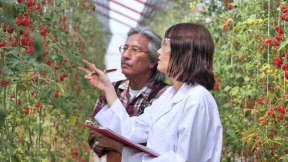 亚洲女性研究人员教番茄护理达到高质量