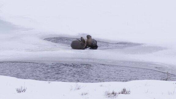 黄石公园冬季拍摄的一对水獭面对镜头