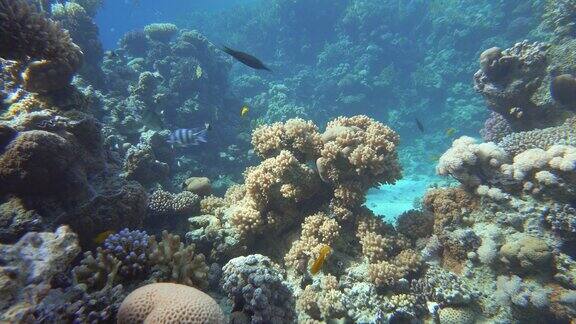 珊瑚礁热带鱼温暖的海洋和清澈的海水水下世界