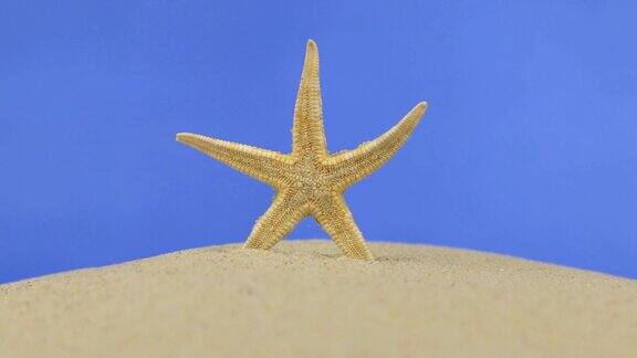 美丽的海星躺在沙滩上孤立的