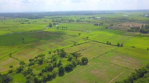 泰国稻田附近的乡村景色