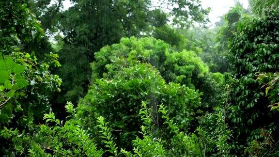 大雨淋在热带森林里绿叶在雨中