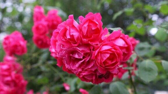红玫瑰花园里的红玫瑰