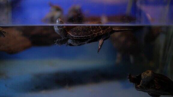 水族箱中的欧洲池塘龟(Emysorbicularis)