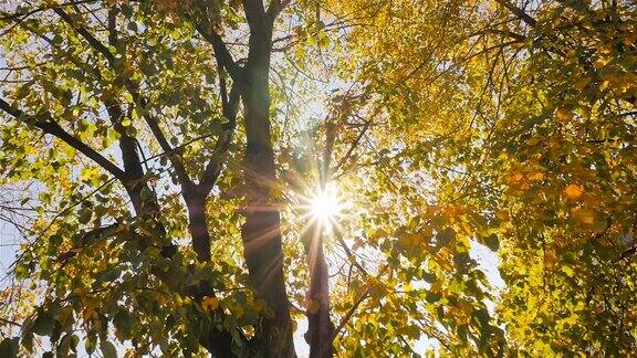 明亮的太阳光金色的秋天