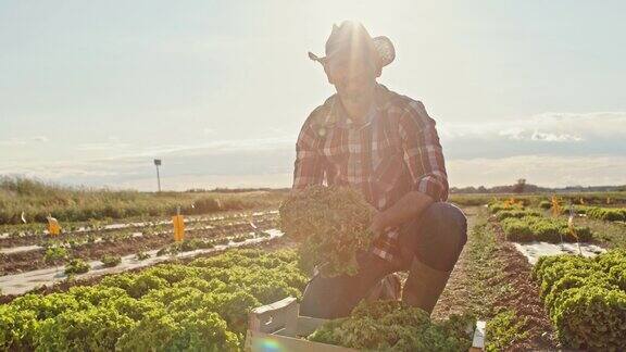 一名农民在田里工作时向相机展示一棵生菜的肖像