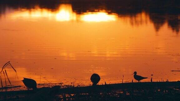 在漫长的夕阳下的几只鸭子湖光潋滟的夕阳下的湖水