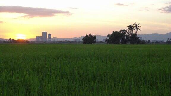 傍晚碧绿的稻田
