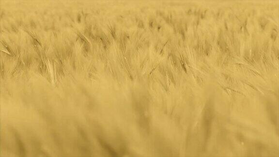 在一个有风的日子里近距离观察黄色的麦田