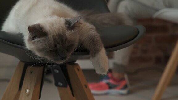 可爱的猫睡在家里的椅子上