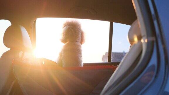 狗在汽车座位上旅行在汽车的后座上