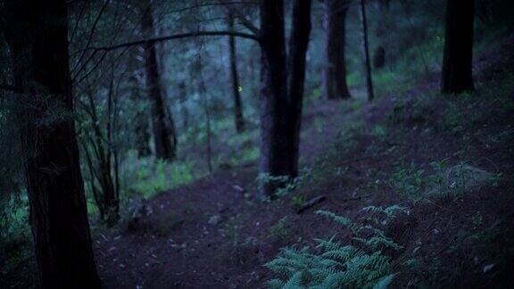 萤火虫在夜森林