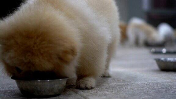 可爱的狗在吃他的食物