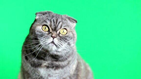 苏格兰折耳猫的猫绿色背景下的猫