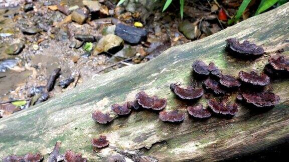 天然蘑菇木材