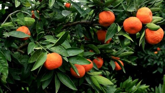 有新鲜橙子果实的柑橘树