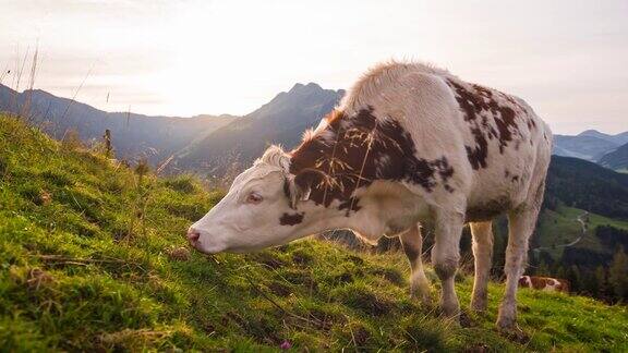 奶牛在高山上的牧场上吃草