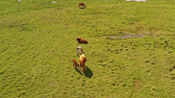 巴音布鲁克平原上的牛群