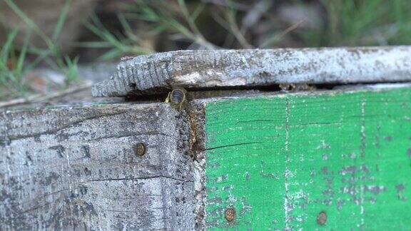 老蜂巢细工蜜蜂进进出出