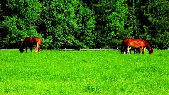 马在草地