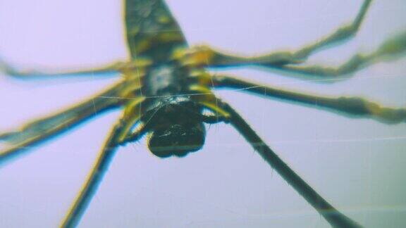 热带雨林里的一只大蜘蛛在织网