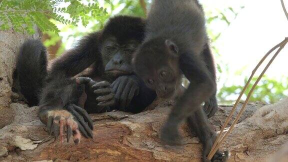 毛吼猴(Alouattapalliata)在哥斯达黎加的森林里吼猴的妈妈和宝宝在树上休息