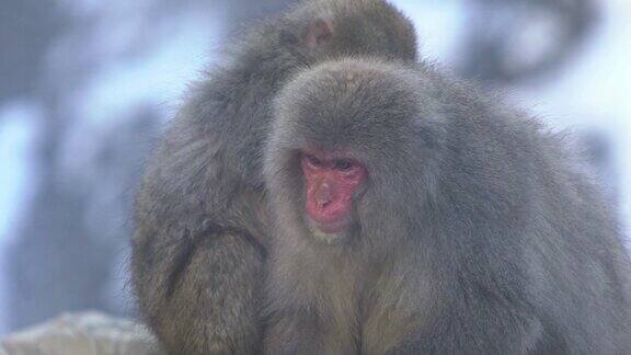 日本雪猴在雪山温泉上梳洗的慢镜头