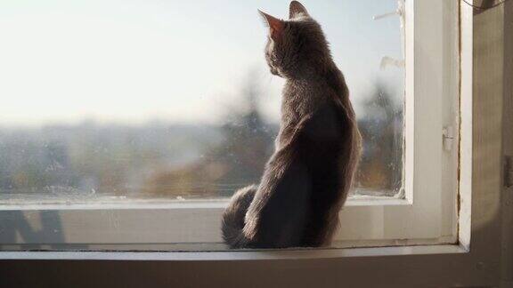 猫咪好奇的往窗外看