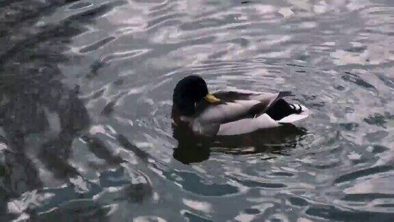 野生水禽德雷克的特写雄性绿头鸭潜入水中用喙在池塘里清洗羽毛他仰起头用翅膀摩擦嘴部在湖里游泳4k