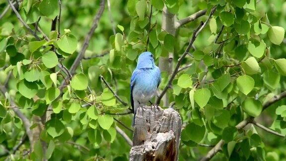 栖木上的山蓝鸟