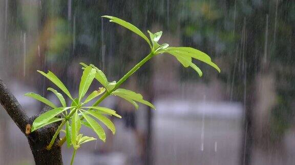 春雨林景