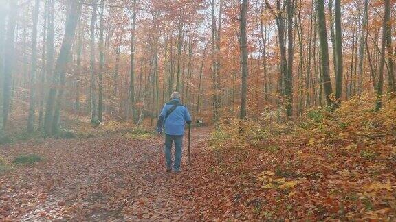 老人沿着秋天的森林徒步旅行