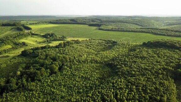 从上往下俯瞰绿色的夏季森林大片被砍伐的树木是全球森林砍伐工业的结果人类对世界生态的有害影响